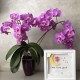 Lampa de veghe, tablou 3d personalizat, TINKERBELL